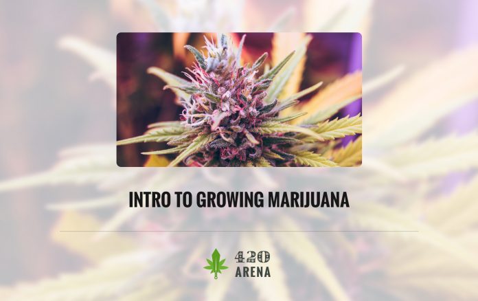 Introduction to Growing Marijuana