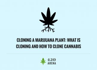 Cloning A Marijuana Plant: What is Cloning and How to Clone Cannabis