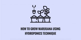 Grow Marijuana Plants Using Hydroponics Technique