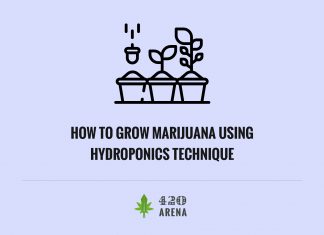 Grow Marijuana Plants Using Hydroponics Technique