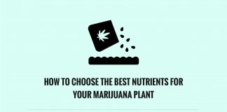 How To Choose the Best Nutrients for your Marijuana Plant