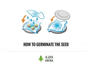 How To Germinate Marijuana Seeds