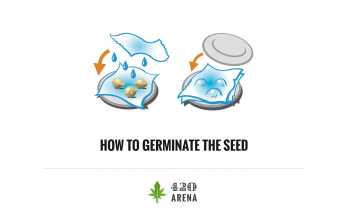 How To Germinate Marijuana Seeds