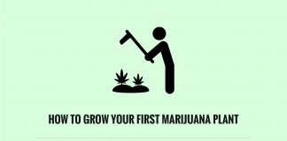 How To Grow Your First Marijuana Plant