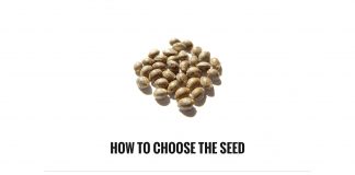 How to Choose the Best Seeds for Growing Marijuana?