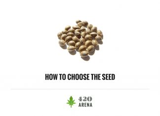 How to Choose the Best Seeds for Growing Marijuana?