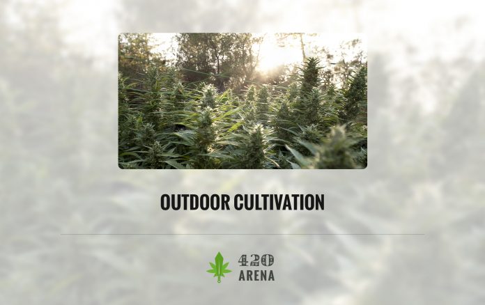 Outdoor Cultivation of Marijuana
