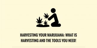 Harvesting Your Marijuana: What Is Harvesting and the Tools You Need!