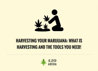 Harvesting Your Marijuana: What Is Harvesting and the Tools You Need!
