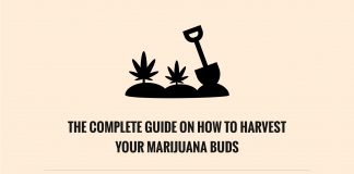 How To Harvest Your Marijuana Buds