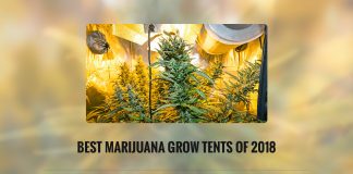 Best Marijuana Grow Tents