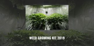 Best Weed Growing Kit