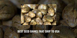 Best Seed Banks That Ship To USA