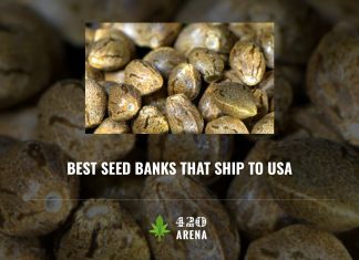 Best Seed Banks That Ship To USA
