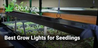 Best Grow Lights for Seedlings