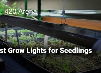 Best Grow Lights for Seedlings