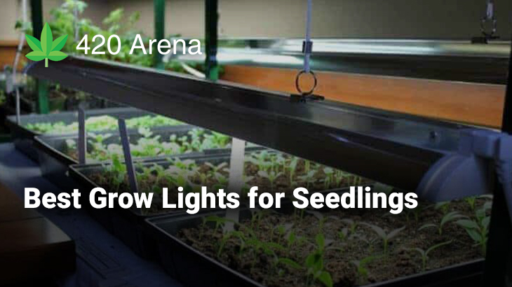 best affordable grow lights for seedlings