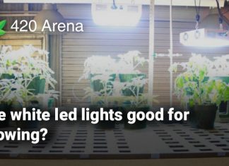 are white led lights good for growing