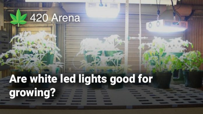 are white led lights good for growing