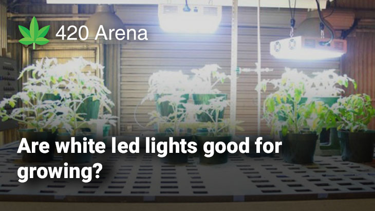 Are White Led Grow Lights Good For Growing 420arena