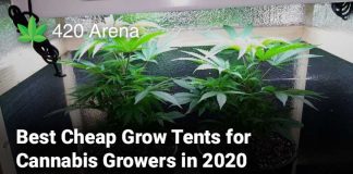 Best Cheap Grow Tents for Cannabis Growers in 2020