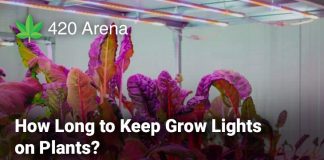 How Long to Keep Grow Lights on Plants