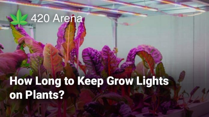 How Long to Keep Grow Lights on Plants