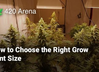 How to Choose the Right Grow Tent Size
