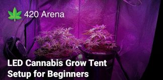 LED Cannabis Grow Tent Setup for Beginners (1)