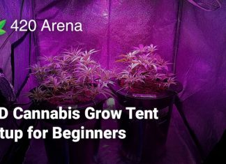 LED Cannabis Grow Tent Setup for Beginners (1)