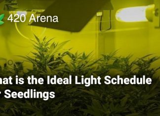What is the Ideal Light Schedule for Seedlings