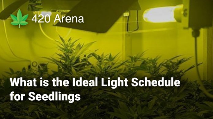 What is the Ideal Light Schedule for Seedlings