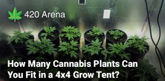 How Many Cannabis Plants Can You Fit in a 4x4 Grow Tent