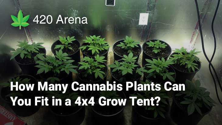 Cuántas plantas de cannabis por pie cuadrado en interior