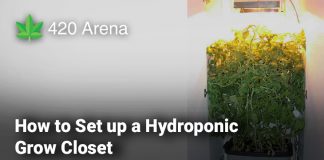 How to Set up a Hydroponic Grow Closet