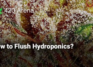 how to Flush Hydroponics