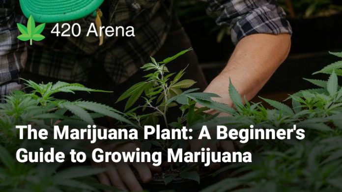 The Marijuana Plant A Beginner's Guide to Growing Marijuana