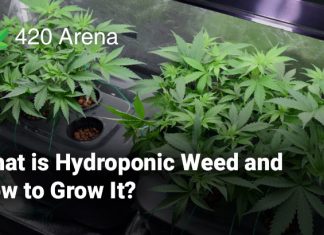 What is Hydroponic Weed and How to Grow It