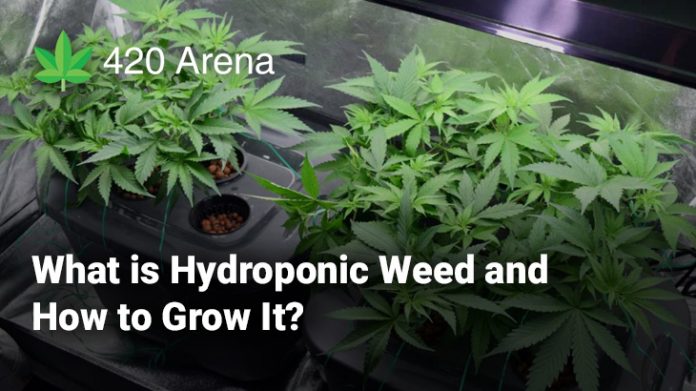 What is Hydroponic Weed and How to Grow It