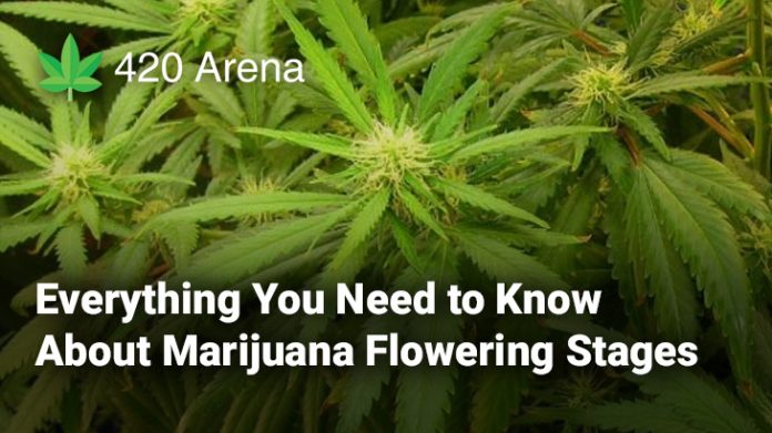 Everything You Need to Know About Marijuana Flowering Stages - 420 Arena