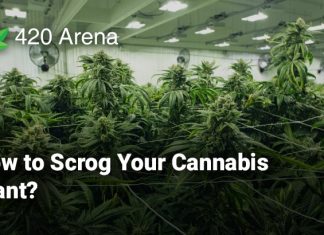 How to Scrog Your Cannabis Plant