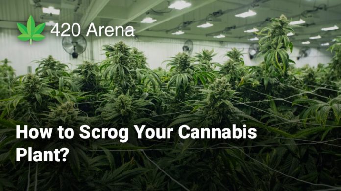 How to Scrog Your Cannabis Plant