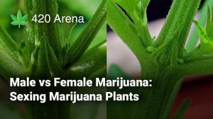 Male vs Female Marijuana: Sexing Marijuana Plants
