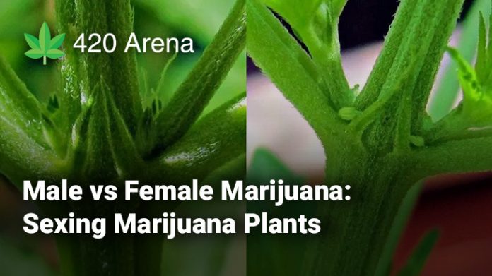 Sexing Marijuana Plants