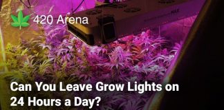 Can You Leave Grow Lights on 24 Hours a Day