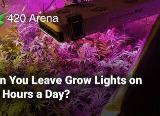 Can You Leave Grow Lights on 24 Hours a Day