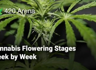 Cannabis Flowering Stages Week by Week