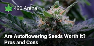 Are Autoflowering Seeds Worth It