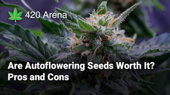 Are Autoflowering Seeds Worth It