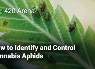 How to Identify and Control Cannabis Aphids